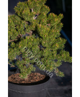 Сосна Банкса "Банска Ставница" (Pinus banksiana "Banska Stavnica")