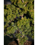 Сосна Банкса "Банска Ставница" (Pinus banksiana "Banska Stavnica")