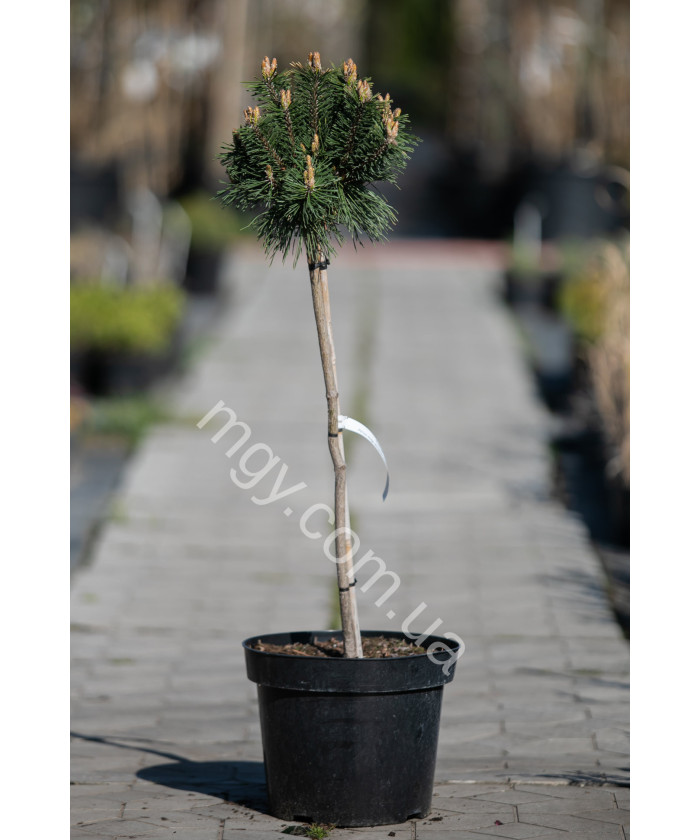 Сосна гірська "Бенжамін" на штамбі (Pinus mugo "Benjamin")