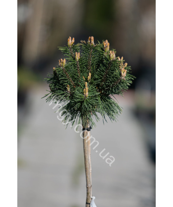 Сосна гірська "Бенжамін" на штамбі (Pinus mugo "Benjamin")
