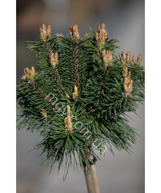 Сосна гірська "Бенжамін" на штамбі (Pinus mugo "Benjamin")