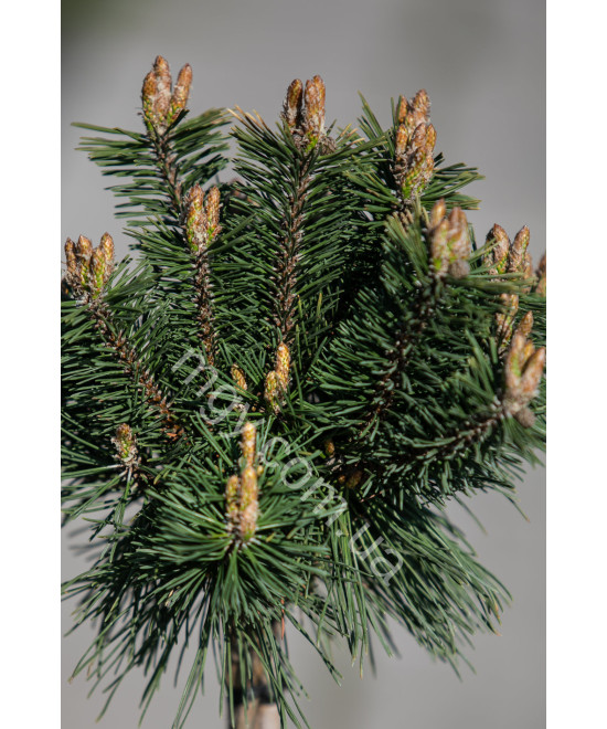 Сосна гірська "Бенжамін" на штамбі (Pinus mugo "Benjamin")
