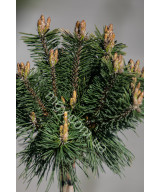 Сосна гірська "Бенжамін" на штамбі (Pinus mugo "Benjamin")