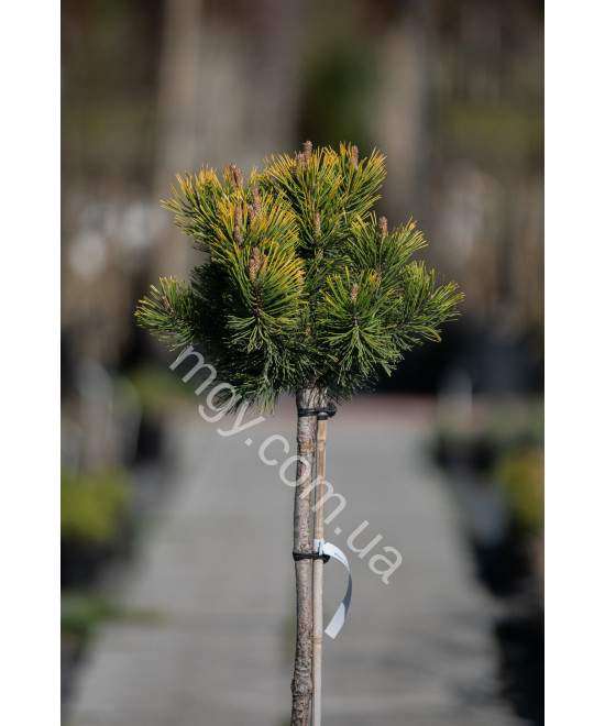 Сосна гірська "Вінтер Голд" на штамбі (Pinus mugo "Winter Gold")