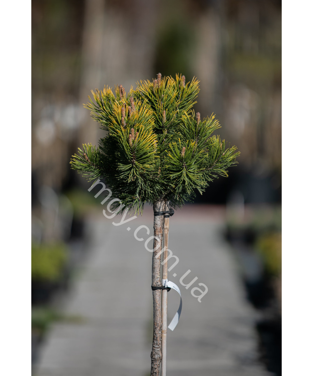 Сосна гірська "Вінтер Голд" на штамбі (Pinus mugo "Winter Gold")