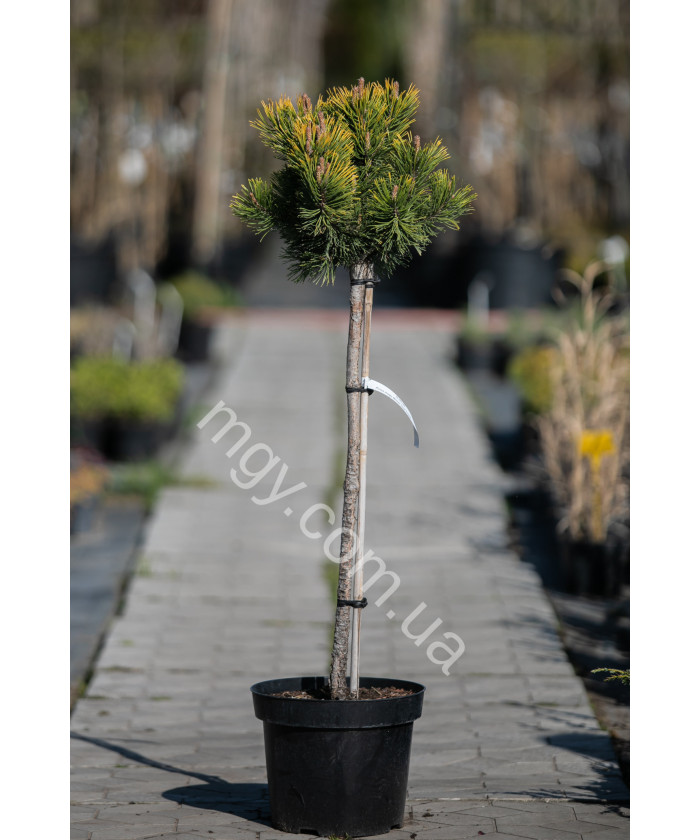 Сосна гірська "Вінтер Голд" на штамбі (Pinus mugo "Winter Gold")