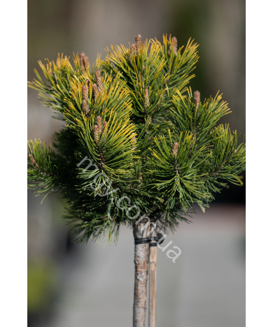 Сосна гірська "Вінтер Голд" на штамбі (Pinus mugo "Winter Gold")