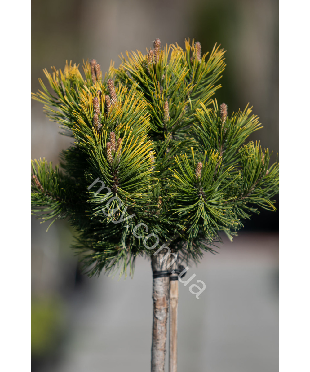 Сосна гірська "Вінтер Голд" на штамбі (Pinus mugo "Winter Gold")