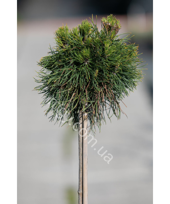 Сосна гірська "Варелла" на штамбі (Pinus mugo "Varella")