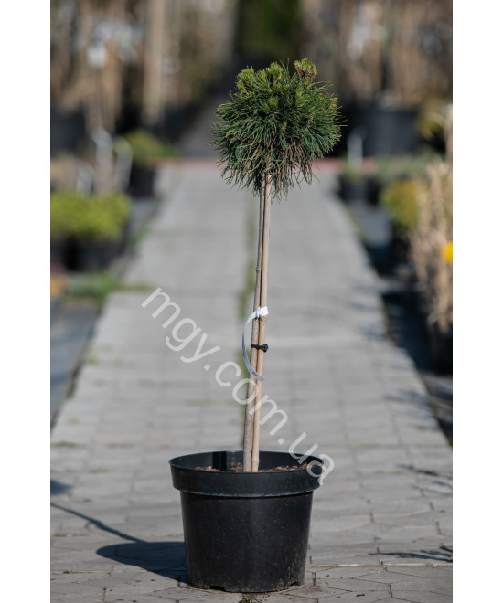 Сосна гірська "Варелла" на штамбі (Pinus mugo "Varella")
