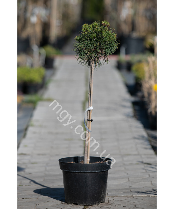 Сосна гірська "Варелла" на штамбі (Pinus mugo "Varella")