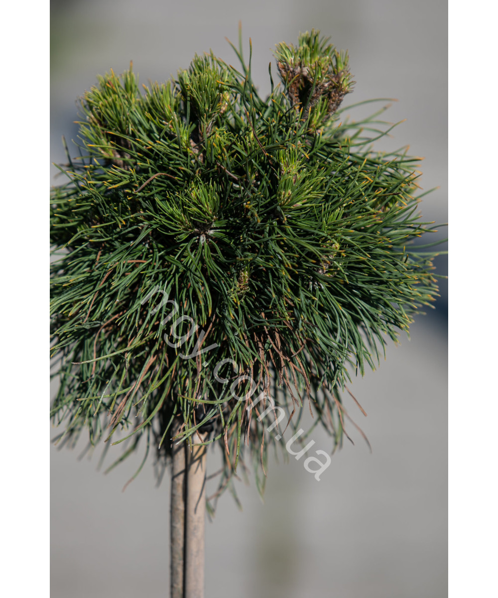 Сосна гірська "Варелла" на штамбі (Pinus mugo "Varella")