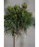 Сосна гірська "Варелла" на штамбі (Pinus mugo "Varella")