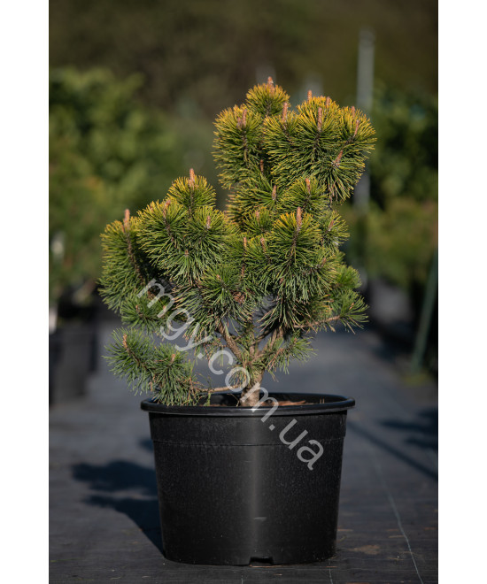 Сосна гірська "Зюндерт" (Pinus mugo "Zundert")