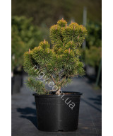 Сосна гірська "Зюндерт" (Pinus mugo "Zundert")