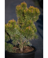 Сосна гірська "Зюндерт" (Pinus mugo "Zundert")