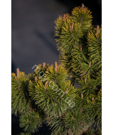 Сосна гірська "Зюндерт" (Pinus mugo "Zundert")