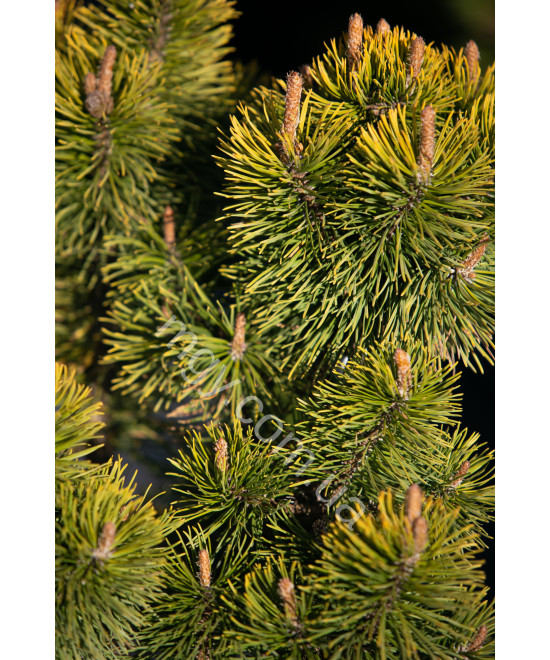 Сосна гірська "Зюндерт" (Pinus mugo "Zundert")