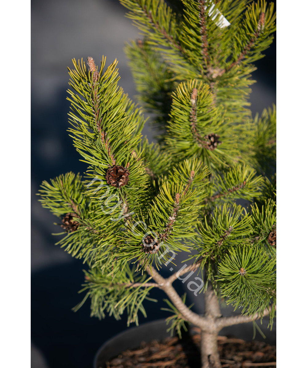 Сосна гірська "Зюндерт" (Pinus mugo "Zundert")