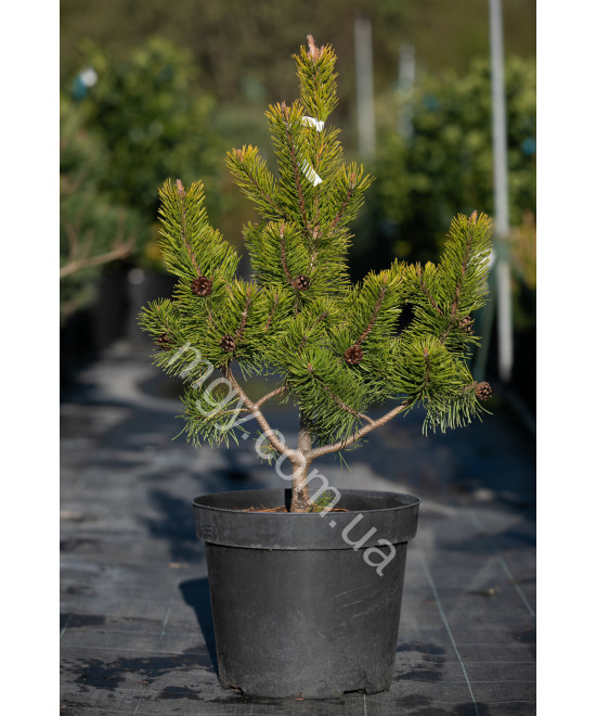 Сосна гірська "Зюндерт" (Pinus mugo "Zundert")