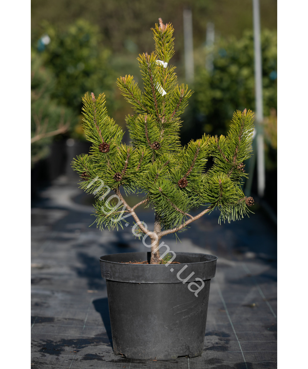 Сосна гірська "Зюндерт" (Pinus mugo "Zundert")