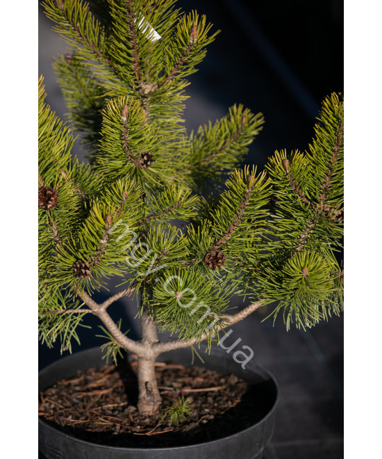 Сосна гірська "Зюндерт" (Pinus mugo "Zundert")