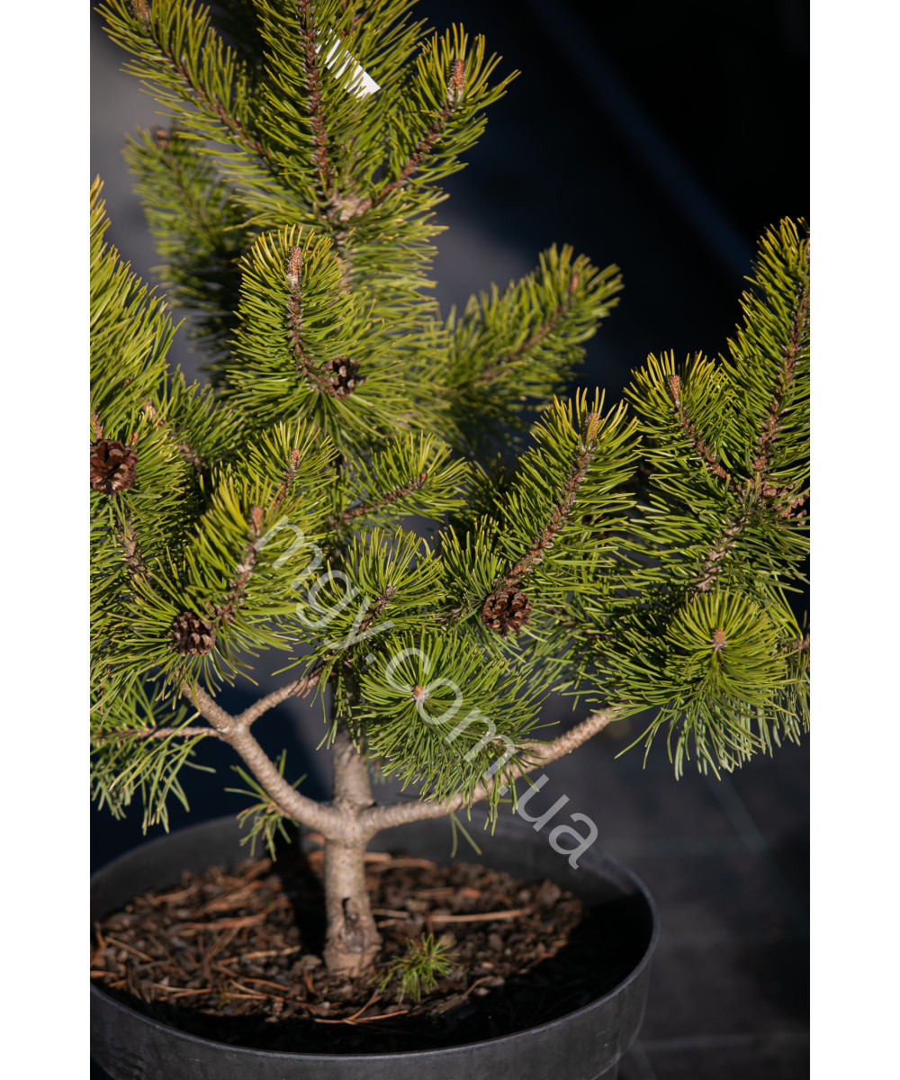 Сосна гірська "Зюндерт" (Pinus mugo "Zundert")