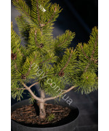 Сосна гірська "Зюндерт" (Pinus mugo "Zundert")