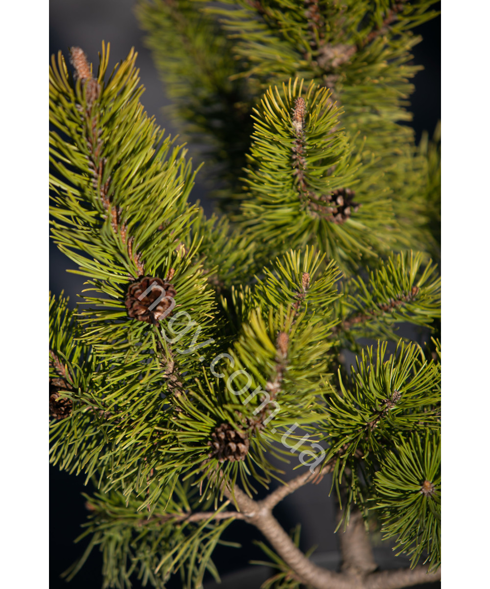 Сосна гірська "Зюндерт" (Pinus mugo "Zundert")