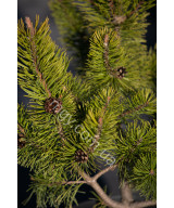 Сосна гірська "Зюндерт" (Pinus mugo "Zundert")