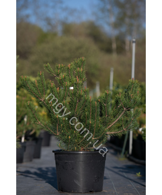 Сосна гірська (Pinus mugo)