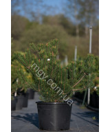Сосна гірська (Pinus mugo)