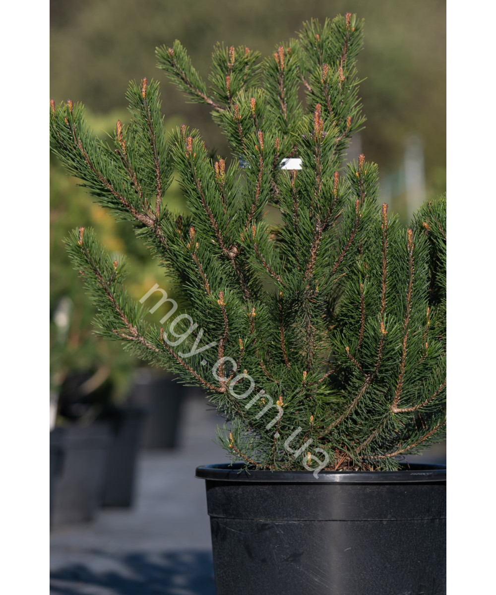Сосна гірська (Pinus mugo)