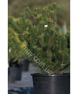 Сосна гірська (Pinus mugo)