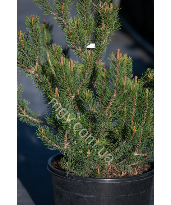 Сосна гірська (Pinus mugo)