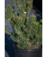 Сосна гірська (Pinus mugo)