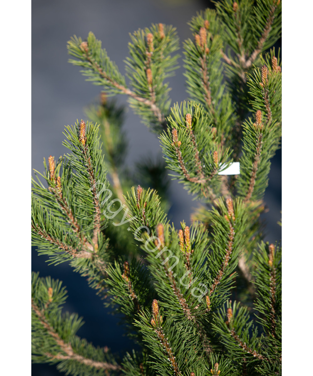 Сосна гірська (Pinus mugo)