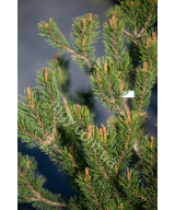 Сосна гірська (Pinus mugo)