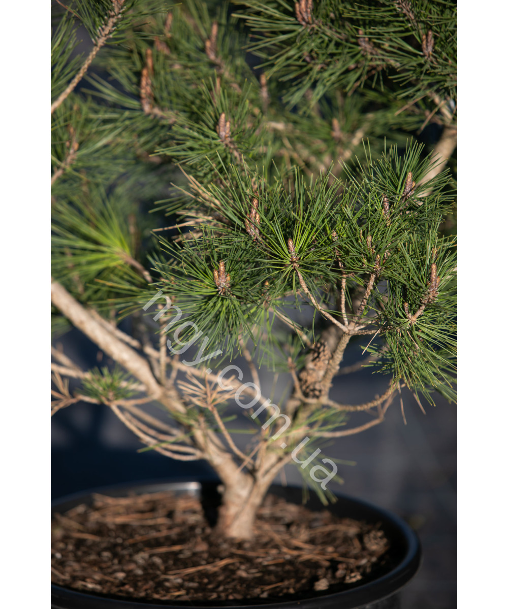 Сосна Густоквіткова 'Умбракуліфера' (Pinus Densiflora Umbraculifera)