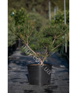 Сосна Густоквіткова 'Умбракуліфера' (Pinus Densiflora Umbraculifera)