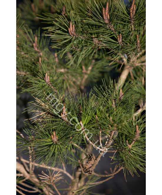 Сосна Густоквіткова 'Умбракуліфера' (Pinus Densiflora Umbraculifera)