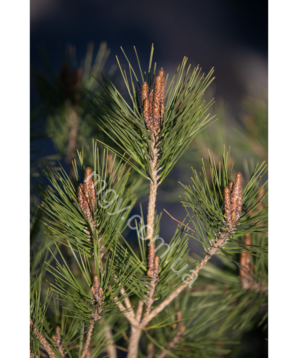 Сосна Густоквіткова 'Умбракуліфера' (Pinus Densiflora Umbraculifera)