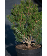 Сосна густоквіткова "Глобоза"  (Pinus densiflora "Globosa")