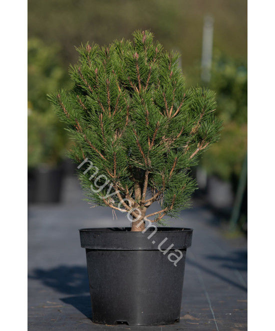 Сосна густоквіткова "Глобоза"  (Pinus densiflora "Globosa")