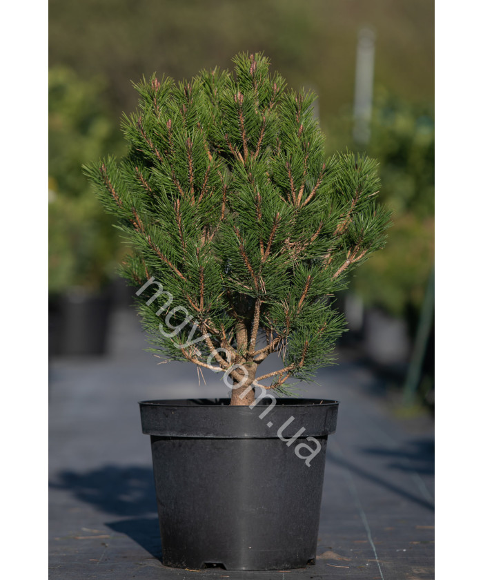 Сосна густоквіткова "Глобоза"  (Pinus densiflora "Globosa")