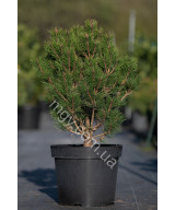 Сосна густоквіткова "Глобоза"  (Pinus densiflora "Globosa")