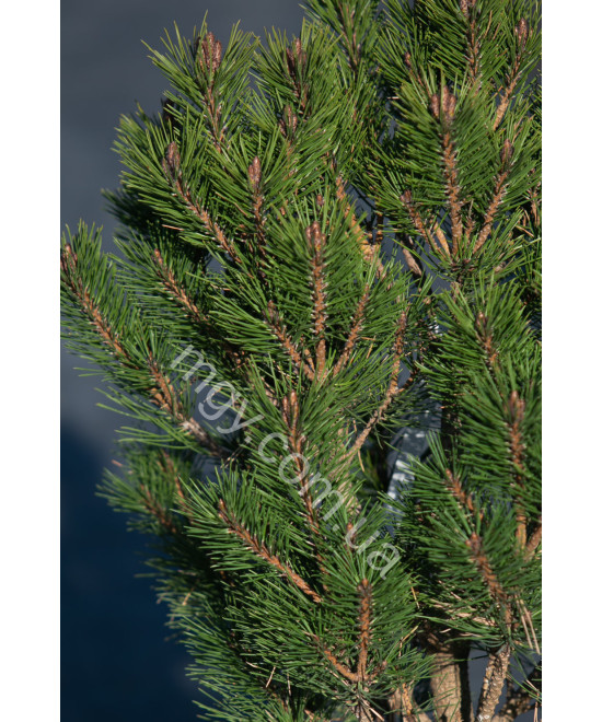 Сосна густоквіткова "Глобоза"  (Pinus densiflora "Globosa")