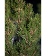 Сосна густоквіткова "Глобоза"  (Pinus densiflora "Globosa")