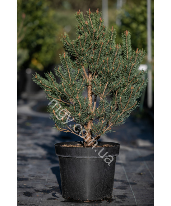 Сосна звичайна "Ватерері" (Pinus sylvestris "Watereri")