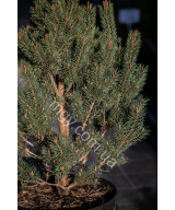 Сосна звичайна "Ватерері" (Pinus sylvestris "Watereri")